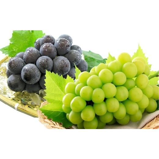 ふるさと納税 ぶどう マスカット 岡山県 倉敷市 種無しぶどう詰合せ2房(合計1.2kg以上) シャインマスカット ニューピオーネ ぶどう 葡萄 ブドウ 果物 フルー…