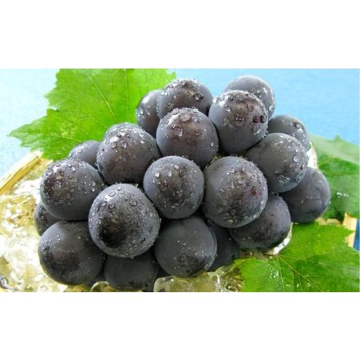 ふるさと納税 果物類 ぶどう 岡山県 倉敷市 ぶどう 2026年 先行予約 ニューピオーネ 1房 600g以上 葡萄 ブドウ 果物 フルーツ 岡山県 倉敷市 2026年8月下旬〜9…