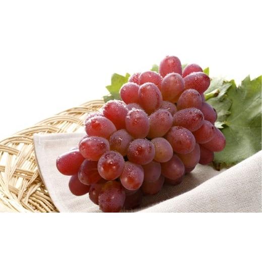 ふるさと納税 果物類 ぶどう 岡山県 倉敷市 冬ぶどう 紫苑 1房 700g以上 葡萄 ブドウ ぶどう 果物 フルーツ 岡山県 倉敷市 2026年10月下旬〜11月下旬まで順次…