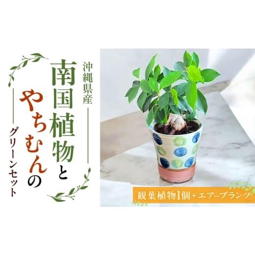 ふるさと納税 雑貨・日用品 苗木 沖縄県 沖縄市 南国植物とやちむんのグリーンセット 観葉植物 エアープランツ インテリア 雑貨 小物 おしゃれ ナチュラル 沖…