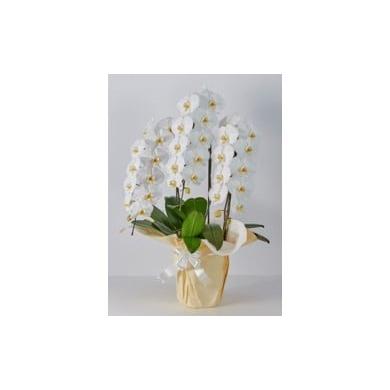 ふるさと納税 雑貨・日用品 花 埼玉県 加須市 大輪(10cm以上) コチョウラン 3本立て(3色から1点) ピンク ピンク