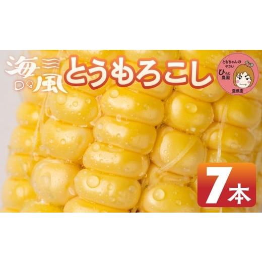ふるさと納税 とうもろこし 愛知県 豊橋市 先行予約 令和8年産(2026年収穫)黄色とうもろこし 7本 直売所で大人気 愛知県 豊橋市 夏野菜 野菜 ミネラルたっ…