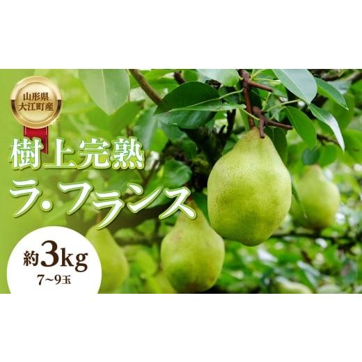 ふるさと納税 梨 山形県 大江町 [先行受付]山形県大江町産「樹上完熟 ラ・フランス」約3kg 特秀 3L〜4L 7玉〜9玉 004-014