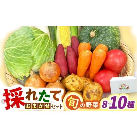 ふるさと納税 セット・詰合せ 長崎県 大村市 採れたてお野菜おまかせセット(8〜10種)/ 野菜 やさい 野菜セット 野菜詰め合わせ 詰め合わせ セット / 大村…