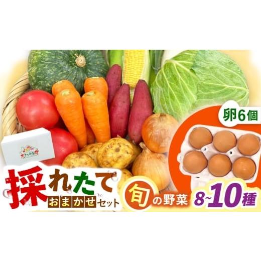 ふるさと納税 セット・詰合せ 長崎県 大村市 採れたてお野菜おまかせ(8〜10種)・卵6個セット/ 野菜 やさい 野菜セット 野菜詰め合わせ 詰め合わせ セット …