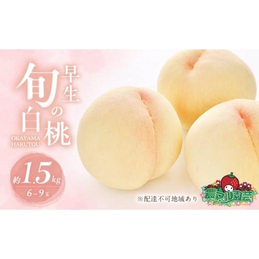 ふるさと納税 もも 岡山県 赤磐市 桃 2026年 先行予約 早生の旬の 白桃 約1.5kg 6〜9玉 進物用 もも モモ フルーツ 果物 岡山 赤磐市産 農マル園芸 あかいわ農…