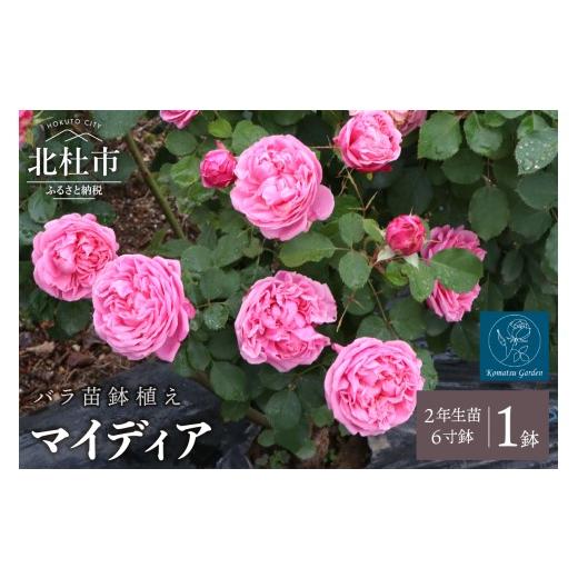 ふるさと納税 雑貨・日用品 花 山梨県 北杜市 バラ苗鉢植え「マイディア」 バラ 苗 1鉢 四季咲き 鉢植え 花 6寸鉢 2年生苗 ガーデニング 初心者 母の日 父の日