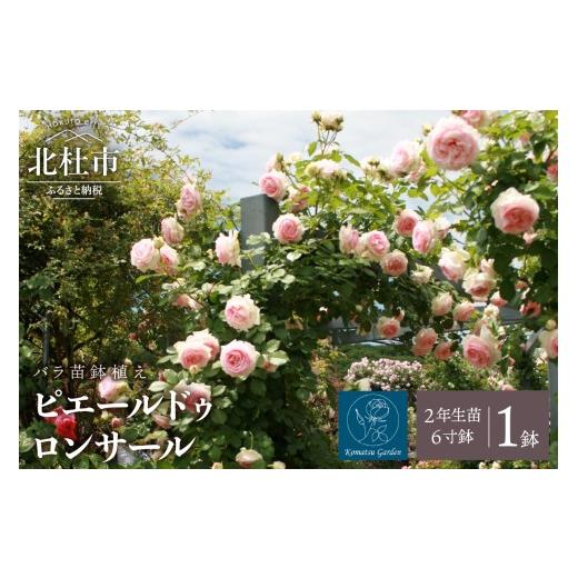 ふるさと納税 雑貨・日用品 花 山梨県 北杜市 バラ苗鉢植え「ピエールドゥロンサール」 バラ 苗 1鉢 弱い返り咲き 鉢植え 花 6寸鉢 2年生苗 ガーデニング 初心…