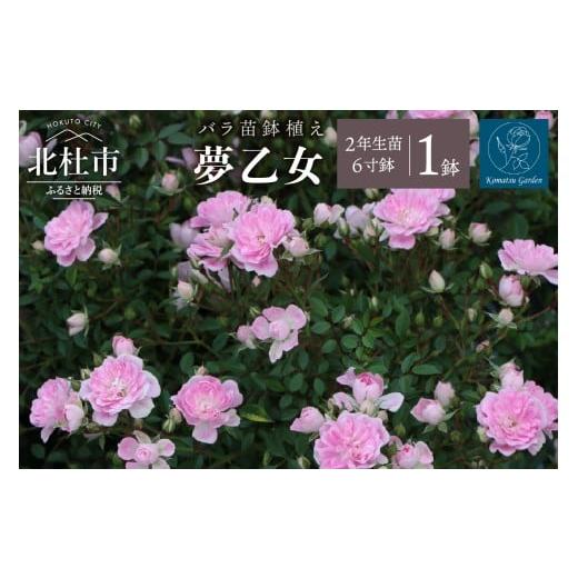 ふるさと納税 雑貨・日用品 花 山梨県 北杜市 2026年2月以降発送 バラ苗鉢植え「夢乙女」バラ 苗 1鉢 弱い返り咲き 鉢植え 花 6寸鉢 2年生苗 ガーデニング 初…