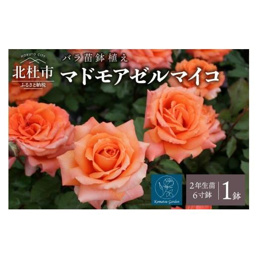 ふるさと納税 雑貨・日用品 花 山梨県 北杜市 2026年2月以降発送 バラ苗鉢植え「マドモアゼルマイコ」 バラ 苗 1鉢 四季咲き 鉢植え 花 6寸鉢 2年生苗 ガーデ…