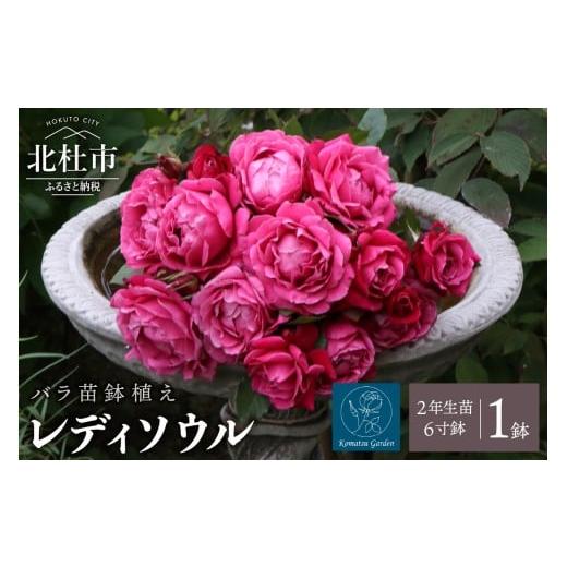 ふるさと納税 雑貨・日用品 花 山梨県 北杜市 2026年2月以降発送 バラ苗鉢植え「レディソウル」 バラ 苗 1鉢 四季咲き 鉢植え 花 6寸鉢 2年生苗 ガーデニング…