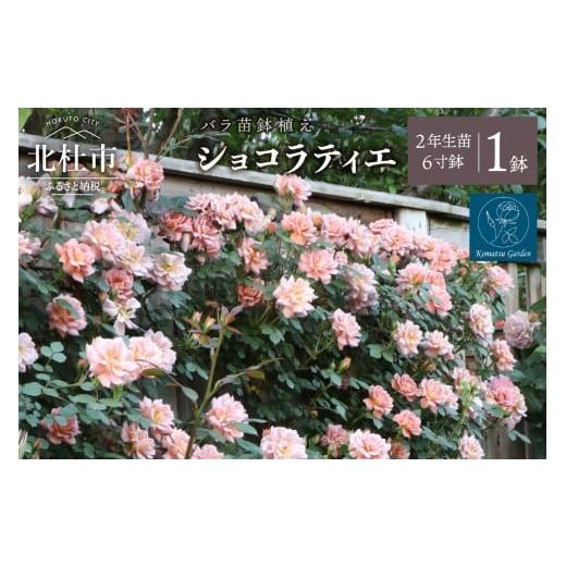ふるさと納税 雑貨・日用品 花 山梨県 北杜市 2026年2月以降発送 バラ苗鉢植え「ショコラティエ」 バラ 苗 1鉢 四季咲き 鉢植え 花 6寸鉢 2年生苗 ガーデニン…