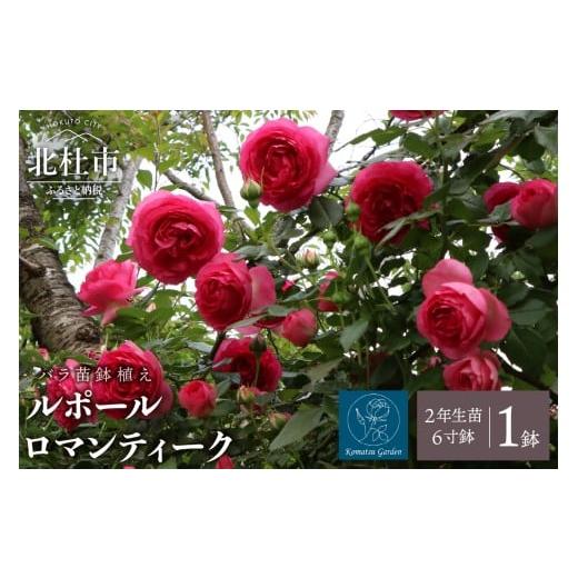 ふるさと納税 雑貨・日用品 花 山梨県 北杜市 2026年2月以降発送 バラ苗鉢植え「ルポールロマンティーク」 バラ 苗 1鉢 弱い返り咲き 鉢植え 花 6寸鉢 2年生…