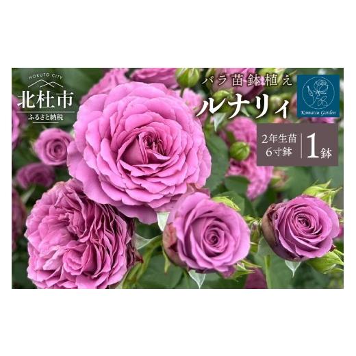 ふるさと納税 雑貨・日用品 花 山梨県 北杜市 2026年2月以降発送 バラ苗鉢植え「ルナリィ」 バラ 苗 1鉢 四季咲き 鉢植え 花 6寸鉢 2年生苗 ガーデニング …