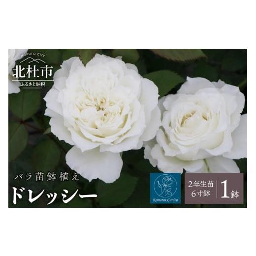 ふるさと納税 雑貨・日用品 花 山梨県 北杜市 2026年2月以降発送 バラ苗鉢植え「ドレッシー」 バラ 苗 1鉢 四季咲き 鉢植え 花 6寸鉢 2年生苗 ガーデニング …