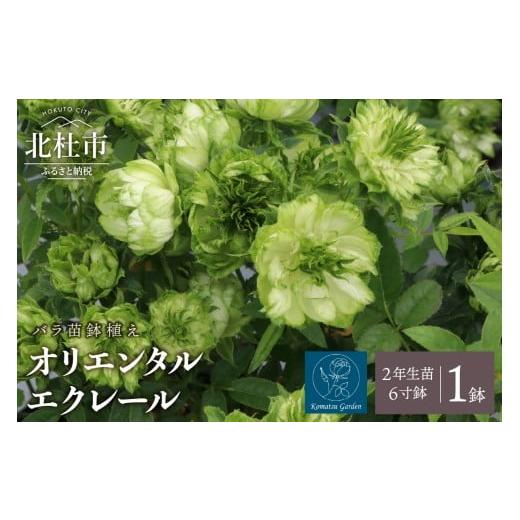 ふるさと納税 雑貨・日用品 花 山梨県 北杜市 2026年2月以降発送 バラ苗鉢植え「オリエンタルエクレール」 バラ 苗 1鉢 四季咲き 鉢植え 花 6寸鉢 2年生苗 ガ…