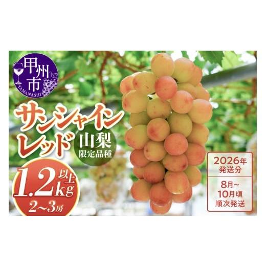 ふるさと納税 ぶどう 山梨県 甲州市 クール配送 山梨県限定品種 サンシャインレッド 合計1.2kg以上 2026年発送 (MS)D-127 2026年発送