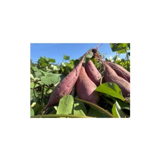 ふるさと納税 野菜類 サツマイモ 静岡県 掛川市 掛川産熟成 紅はるか 訳あり 9kg 1668454