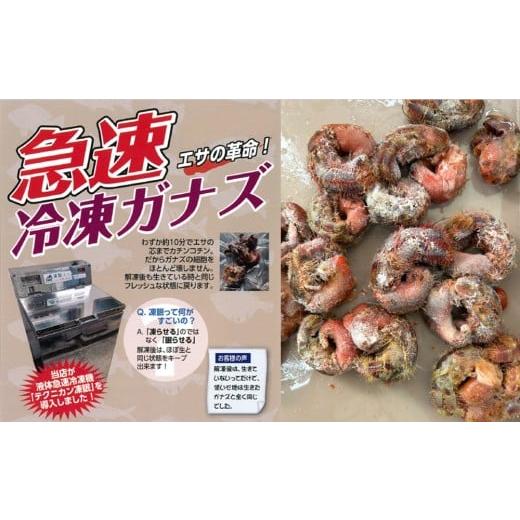 ふるさと納税 フィッシング 千葉県 鴨川市 近江屋釣具店 鴨川産 急速冷凍ガナズ(石鯛用釣りエサ)