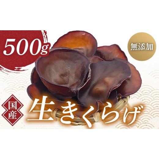 ふるさと納税 野菜類 きのこ 群馬県 玉村町 群馬県産 生きくらげ (こたちゃんきくらげ) 500g 無添加 無農薬 国産