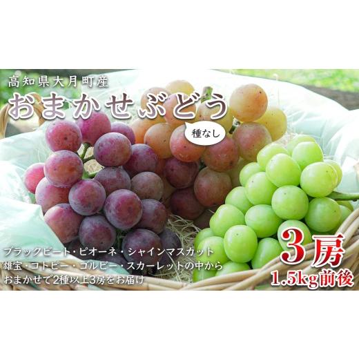 ふるさと納税 ぶどう 高知県 大月町 2026年8・9月発送 ぶどう 種なし おまかせ 3房 (1.5kg) シャインマスカット ブドウ 葡萄 グレープ 贅沢 厳選 数量限定 期…