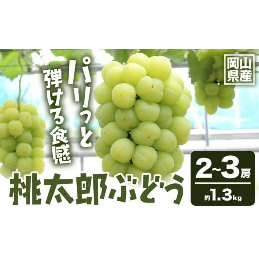 ふるさと納税 ぶどう 岡山県 矢掛町 2026年発送先行予約 岡山県産 桃太郎ぶどう 1.3kg 2房-3房 晴れの国おかやま館 [2026年9月上旬-9月下旬頃出荷]岡山県 …