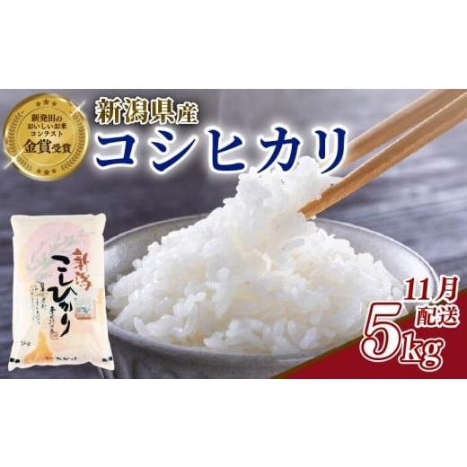 ふるさと納税 米 コシヒカリ 新潟県 新発田市 11月発送 令和7年産 コシヒカリ 5kg 新潟県産 玄米不可 新潟県 新潟米 新発田産 新発田 お米 米 こめ コシヒカ…