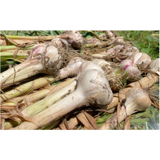 ふるさと納税 野菜類 和歌山県 由良町 にんにく 秀品 由良の生にんにく 500g / ニンニク 生ニンニク ガーリック 2026年4月下旬より順次発送