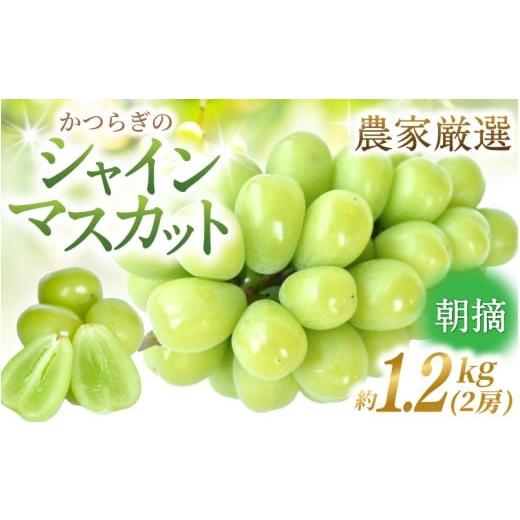 ふるさと納税 ぶどう マスカット 和歌山県 すさみ町 先行予約 朝摘み シャインマスカット 秀品 2房(約1.2kg)こだわり農家厳選 2026年8月末から9月末順次発送…
