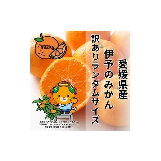 ふるさと納税 果物類 みかん 愛媛県 伊予市 訳あり 伊予のみかん 約2kg サイズミックス ランダム 2025年11月下旬から順次発送予定 みかん 愛媛県産 数量限定 …