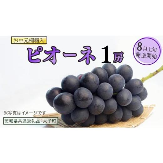 ふるさと納税 ぶどう 茨城県 牛久市 お中元 桐箱入り ピオーネ 1房 2026年8月上旬発送開始 (茨城県共通返礼品:大子町) ブドウ ぶどう 葡萄 ピオーネ 果物 …