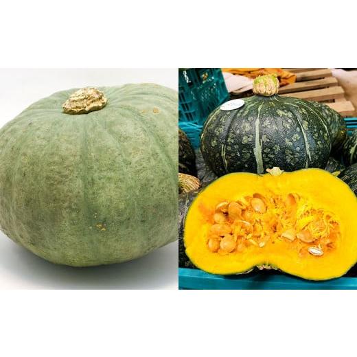 ふるさと納税 野菜類 北海道 北広島市 かぼちゃ食べ比べ (みやこ・雪化粧) 2玉 約3kg 2025年10月上旬〜2026年1月下旬発送予定 かぼちゃ カボチャ 食べ比べ …