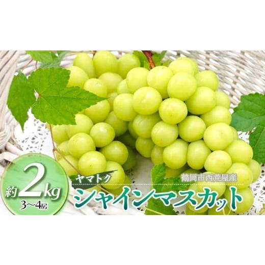 ふるさと納税 ぶどう マスカット 山形県 鶴岡市 令和8年産先行予約 シャインマスカット 約2kg(3〜4房) 山形県鶴岡市産 ヤマトク