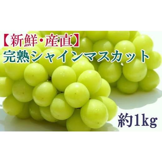 ふるさと納税 ぶどう マスカット 和歌山県 紀美野町 先行予約 和歌山県産完熟シャインマスカット約1kg 2026年度発送分 2026年9月上旬〜2026年9下旬頃に順次発…