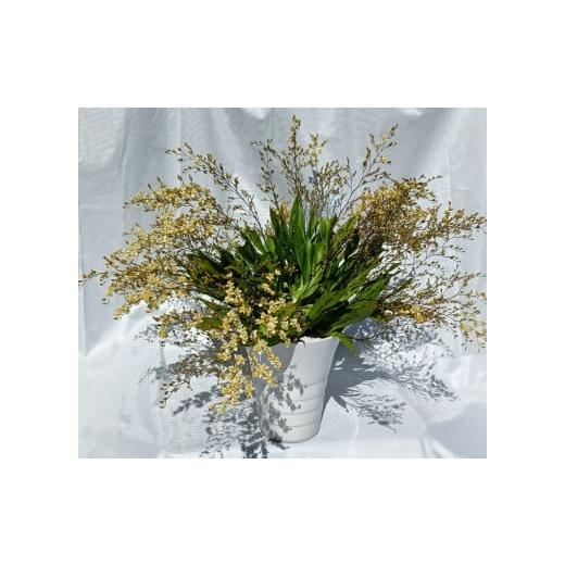 ふるさと納税 雑貨・日用品 花 高知県 越知町 洋らん ミニオンシジューム「トゥインクル」