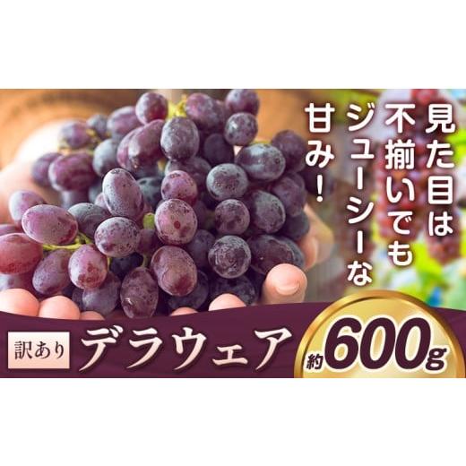 ふるさと納税 ぶどう 大阪府 羽曳野市 デラウェア ぶどう 訳あり ご家庭用 約600g[2026年7月上旬-8月上旬頃出荷]大阪府 羽曳野市 送料無料 ブドウ 葡萄 フル…