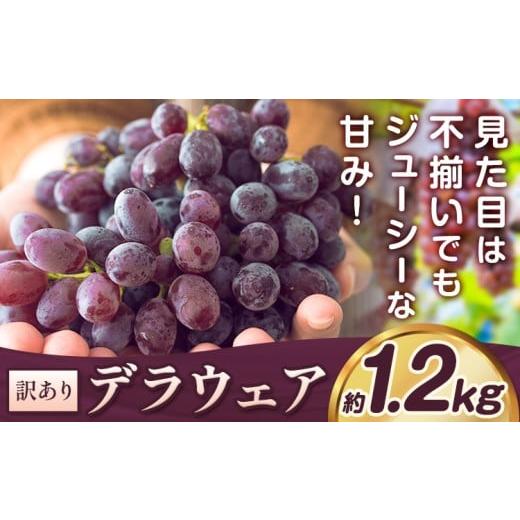 ふるさと納税 ぶどう 大阪府 羽曳野市 2026年先行予約 デラウェア ぶどう 訳あり ご家庭用 約1.2kg[2026年7月上旬-8月上旬頃出荷]大阪府 羽曳野市 送料無料…