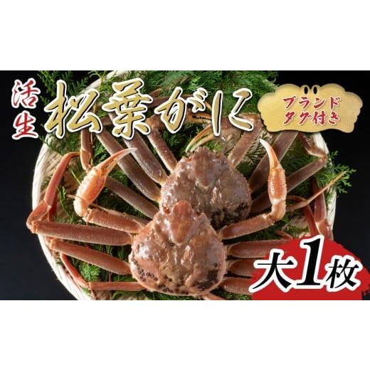 ふるさと納税 カニ 松葉ガニ 鳥取県 岩美町 先行予約 活生 ブランドタグ付き松葉ガニ 大1枚 2025年11月〜順次発送|鳥取 岩美 松葉がに かに 22054
