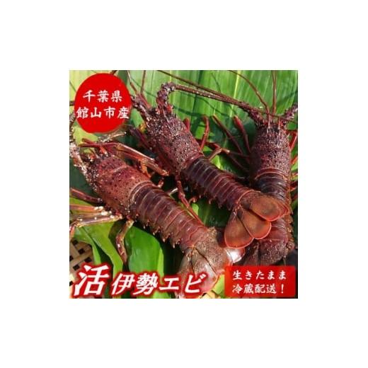ふるさと納税 エビ 伊勢エビ 千葉県 館山市 2026年先行予約 金曜日発送 漁師直送 千葉県館山産 天然『活』伊勢海老 約1kg(サイズお任せ) 1676092