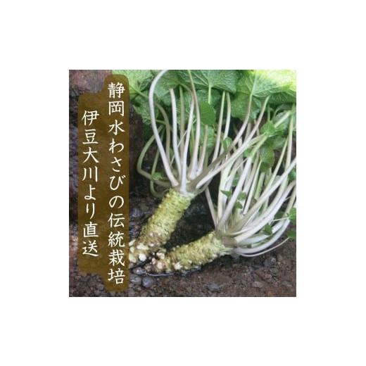 ふるさと納税 野菜類 薬味 静岡県 東伊豆町 （冷蔵）わさび農家直送 無