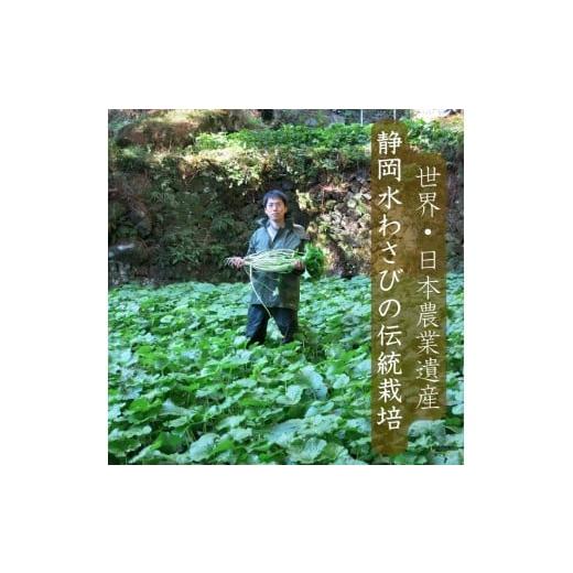 ふるさと納税 野菜類 薬味 静岡県 東伊豆町 （冷蔵）わさび農家直送 無