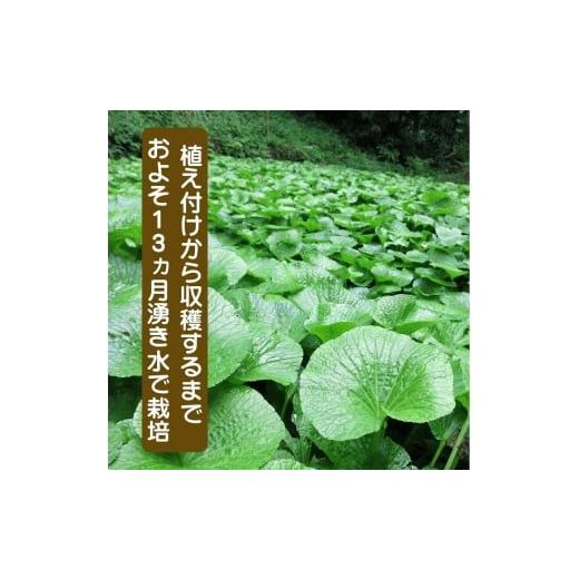 ふるさと納税 野菜類 薬味 静岡県 東伊豆町 （冷蔵）わさび農家直送 無