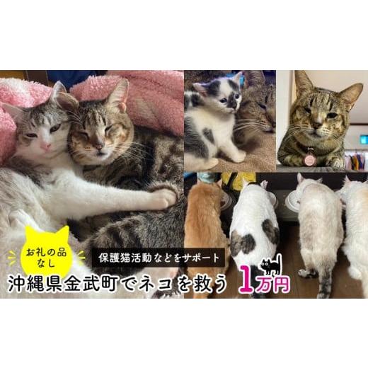 ふるさと納税 感謝状等 沖縄県 金武町 お礼の品なし 沖縄県金武町でネコを救う 保護猫活動などをサポート(1万円) ねこ 地域猫 保護活動 支援 応援 動物愛…