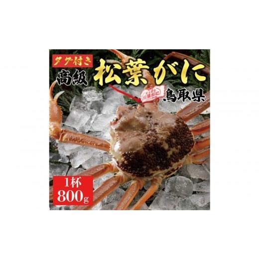 ふるさと納税 カニ 松葉ガニ 鳥取県 琴浦町 2025年11月発送 特撰 松葉がに(なま) ブランドタグ付き 800g超の大きいサイズ 食べ応えあり 特大1杯