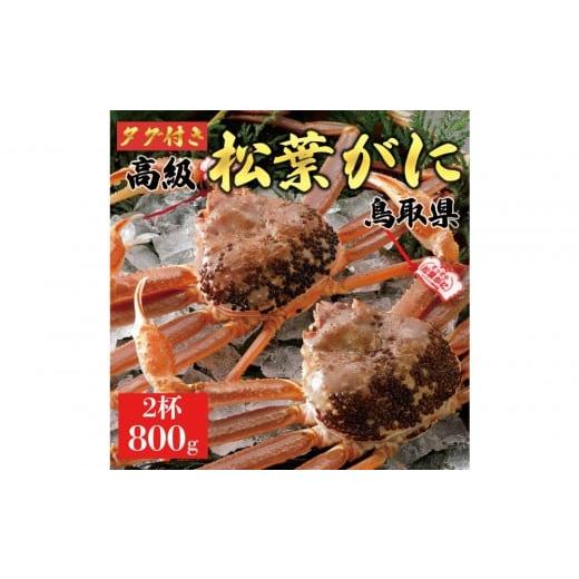 ふるさと納税 カニ 松葉ガニ 鳥取県 琴浦町 2025年11月発送 特撰 松葉がに(なま) ブランドタグ付き 800g超の大きいサイズ 食べ応えあり 特大2杯