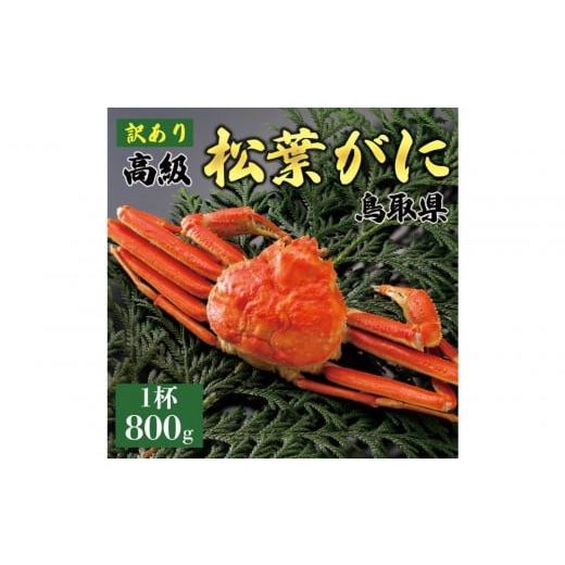 ふるさと納税 カニ 松葉ガニ 鳥取県 琴浦町 2025年11月発送 特撰 松葉がに(茹) 訳あり 800g超の大きいサイズ 食べ応えあり 特大1杯