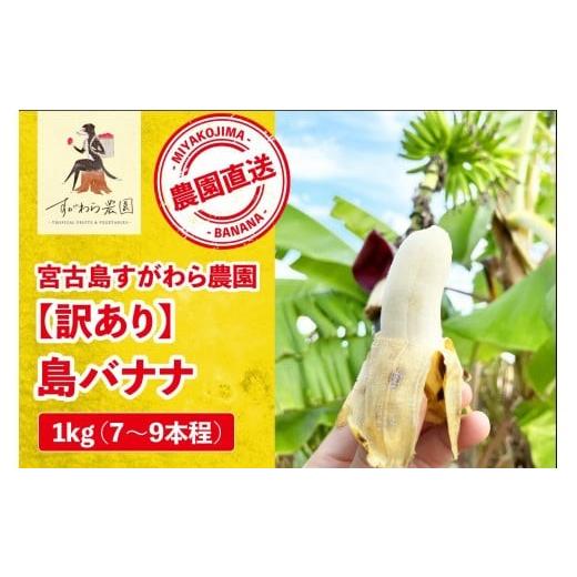 ふるさと納税 果物類 沖縄県 宮古島市 宮古島すがわら農園 訳あり 島バナナ 1kg