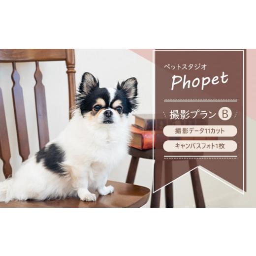 ふるさと納税 体験チケット 和歌山県 印南町 ペットスタジオPhopet 撮影プランB・撮影データ11カット キャンバスフォト一枚