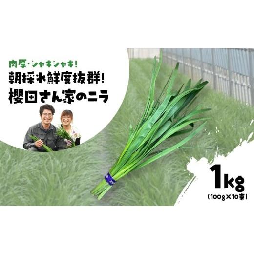 ふるさと納税 野菜類 千葉県 山武市 先行予約 12月から発送 肉厚・シャキシャキ 朝採れ鮮度抜群 櫻田さん家のニラ 1kg(100g×10束) ふるさと納税 にら ニラ …