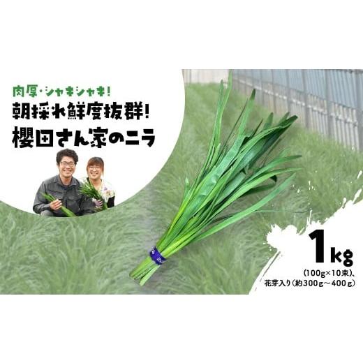 ふるさと納税 野菜類 千葉県 山武市 先行予約 2026年7月から発送 肉厚・シャキシャキ 朝採れ鮮度抜群 櫻田さん家のニラ 1kg(100g×10束)、花芽入り(約300g…